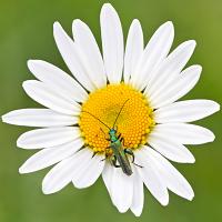 Thick-Legged Flower Beetle 2 